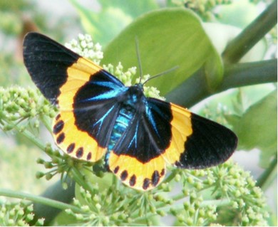 黒い羽根に黄色の輪っか模様のキオビエダシャク成虫の写真