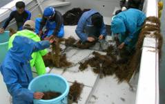 船の上で長い藻をちぎる作業をしている男性たちの写真