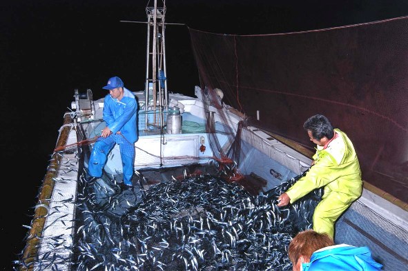 夜の海で魚を網で引き上げている2人の男性の写真