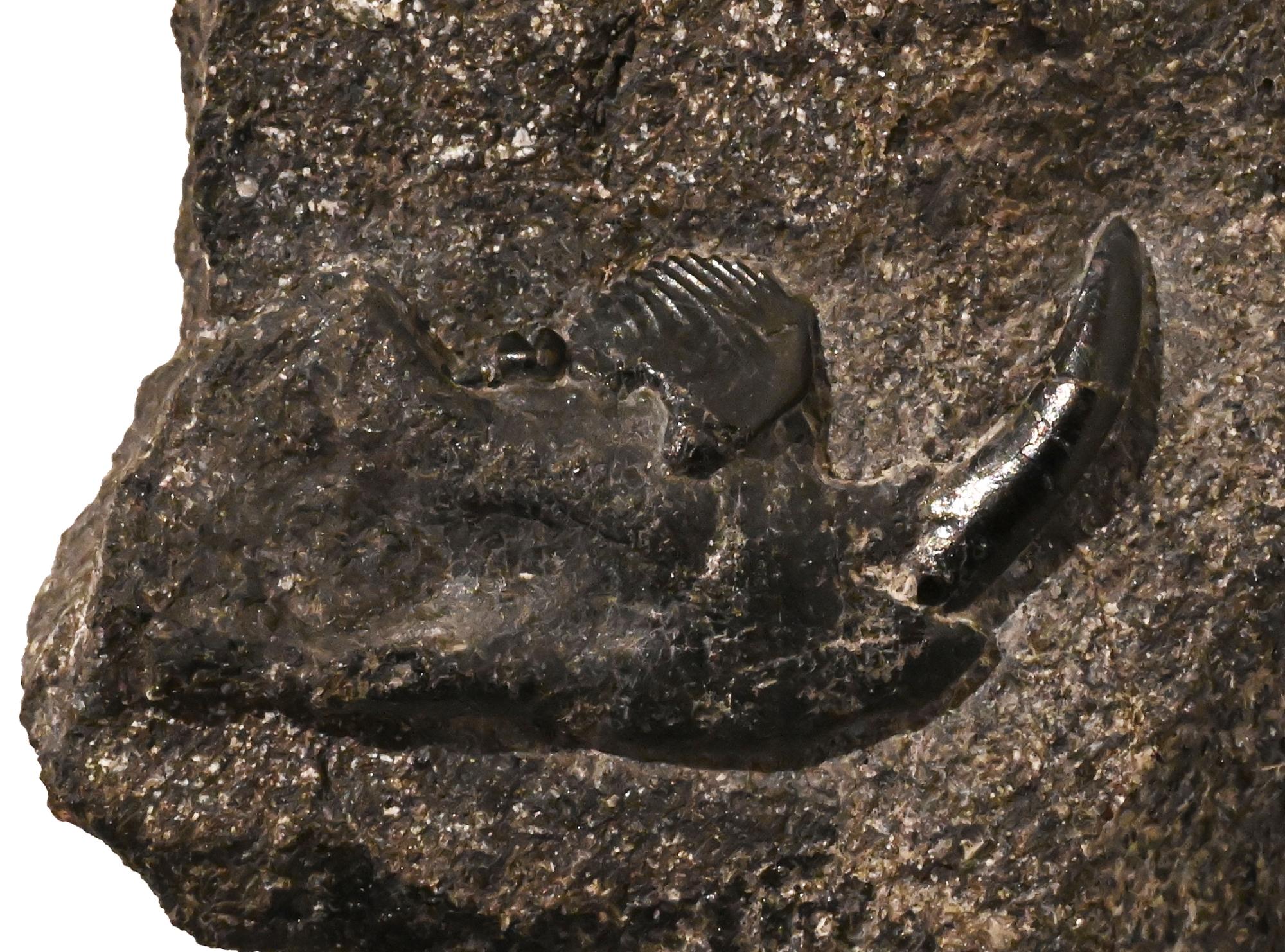 【図1】下甑島で見つかった多丘歯類の化石（前後長約3 cm）