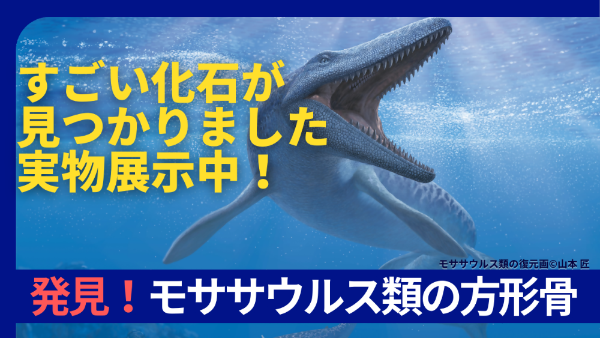 R7モササウルス類バナー