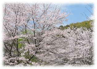満開の桜とその向こうに見える緑の木々の写真