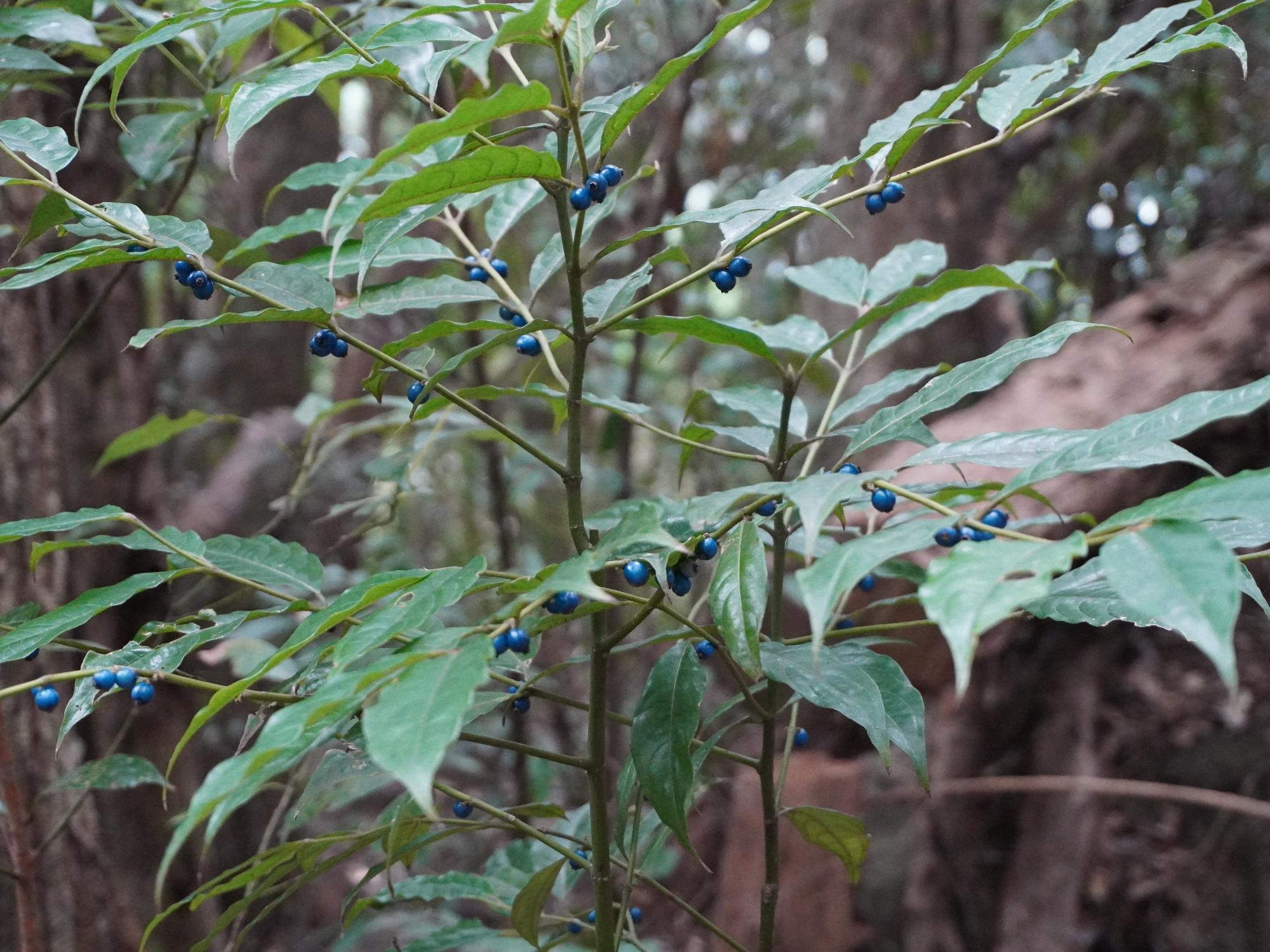 丸山に植生する木の実