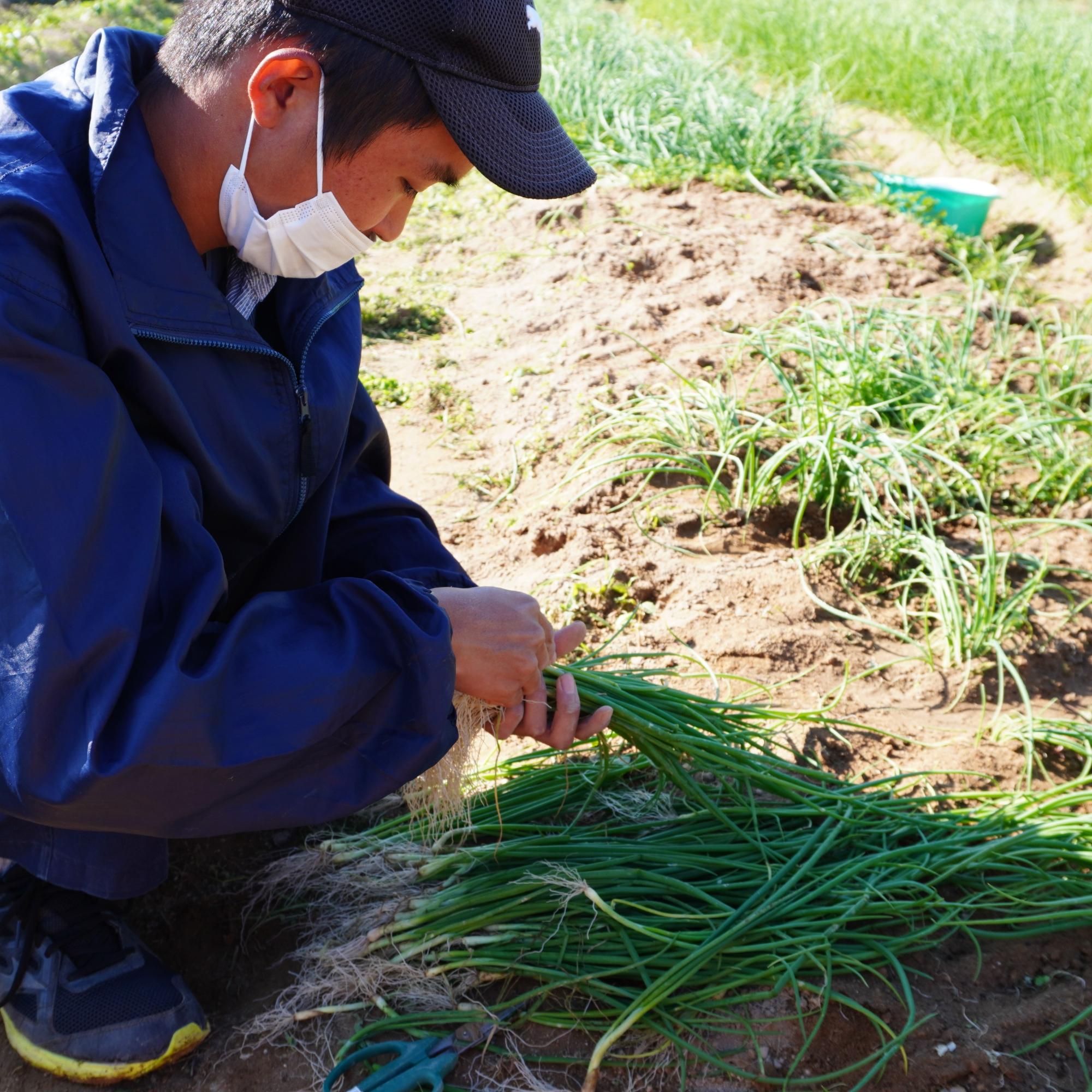 玉ねぎの苗の植え付けをする利用者の方