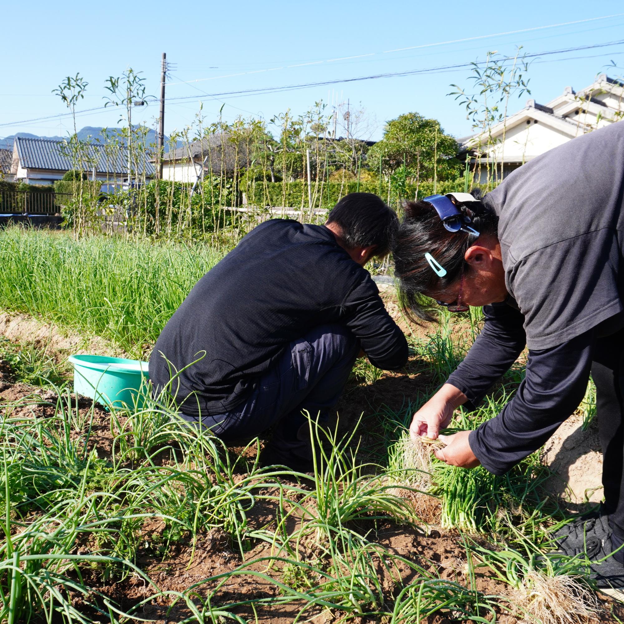 畑作業をする利用者の方