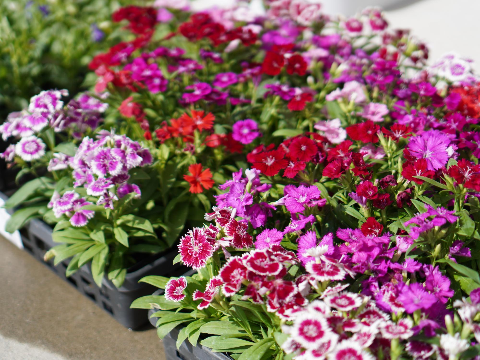 なでしこの花
