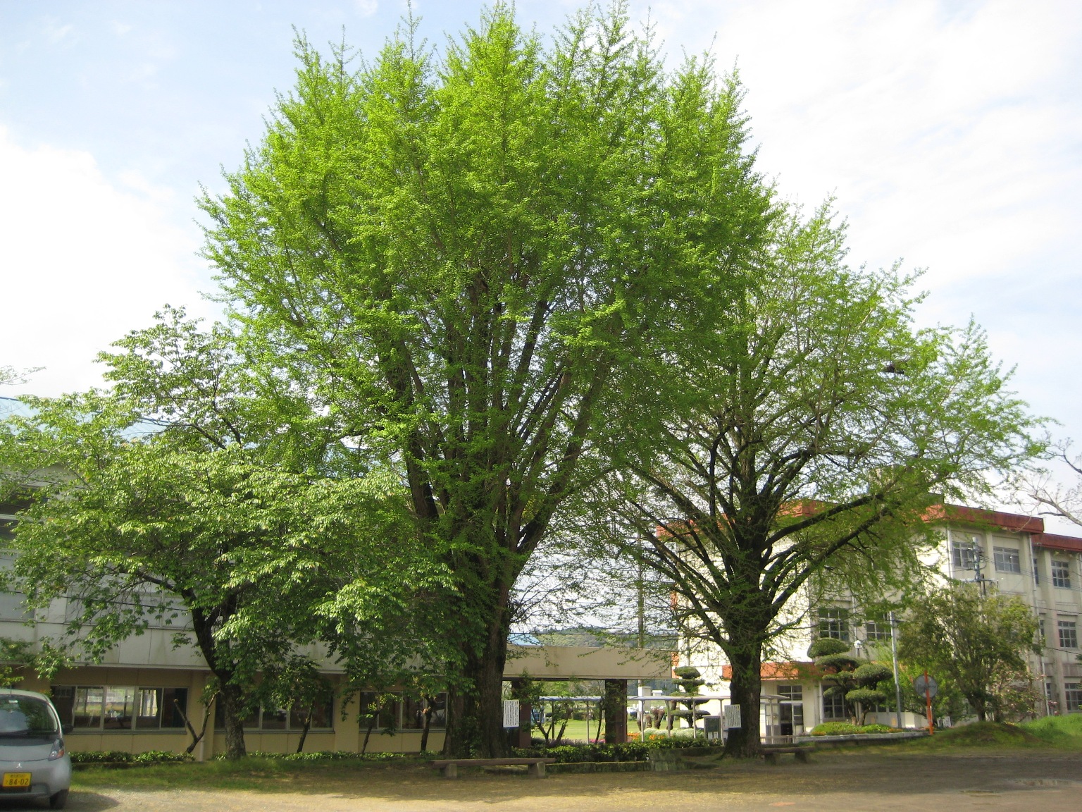緑の葉っぱを付けた二本のイチョウの木が並んでいる写真