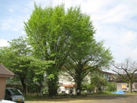 南瀬地区コミュニティセンター付近に植えられているイチョウの木の写真