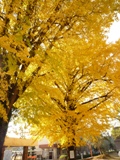 葉が黄色に染まったイチョウの木の写真