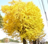 葉全体が黄色に染まったイチョウの木の写真