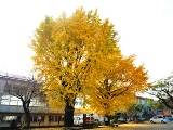 紅葉の頃、黄色に染まった2本のイチョウの木の写真