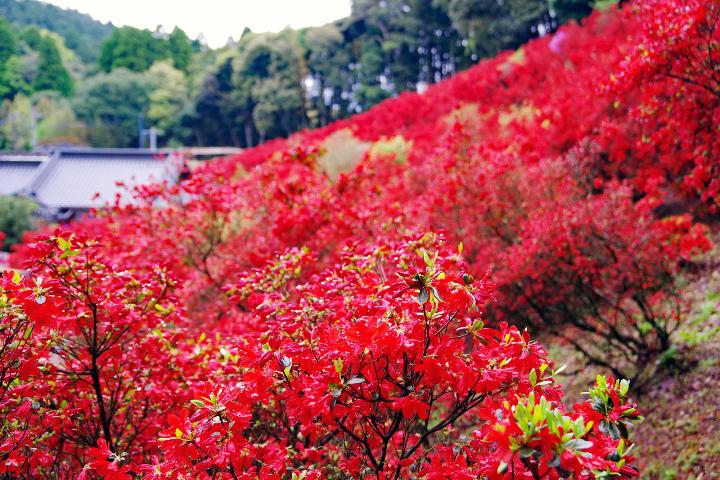本霧島ツツジの写真
