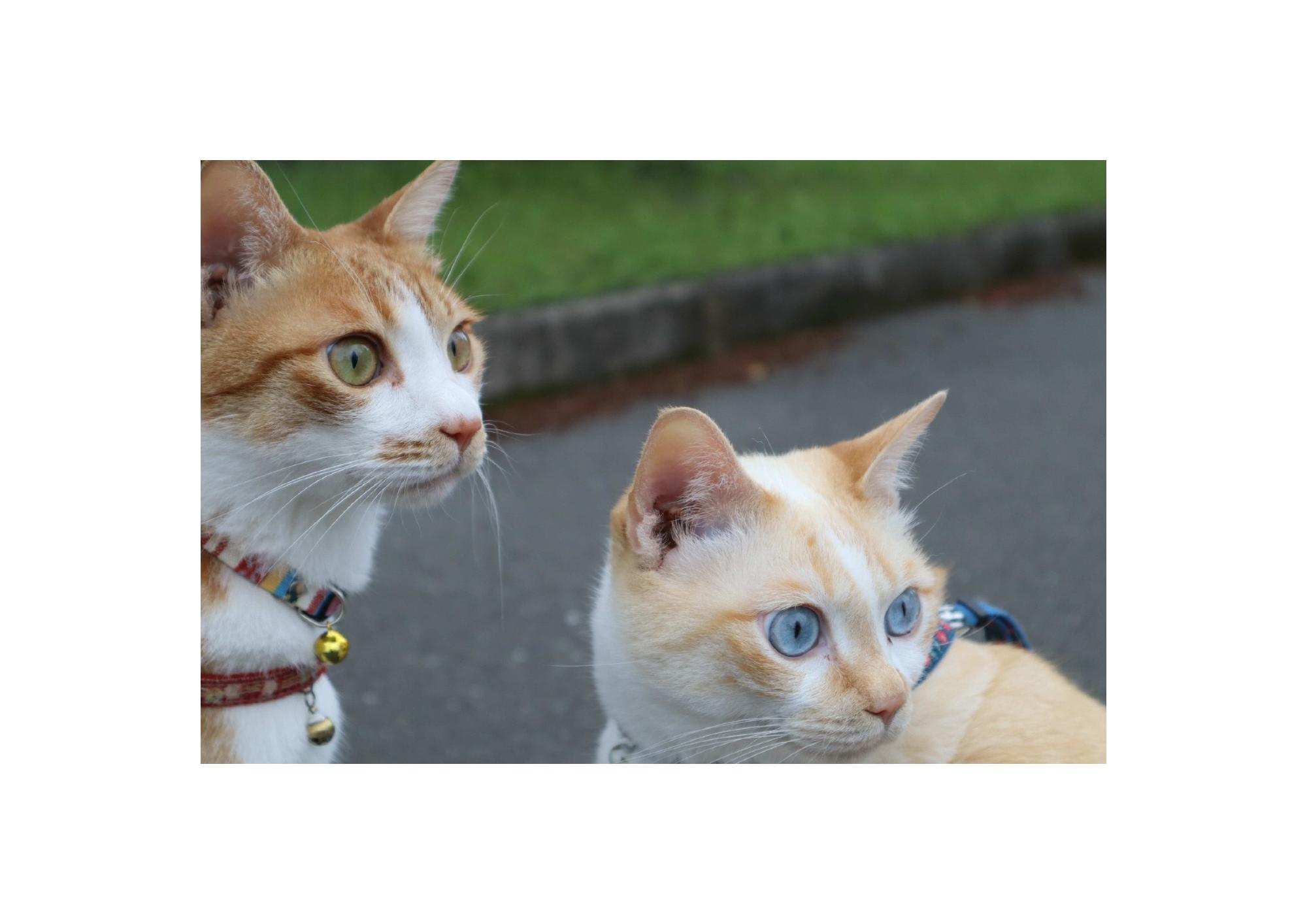 薄茶色の猫2匹が同じ方向を一緒に眺めている写真