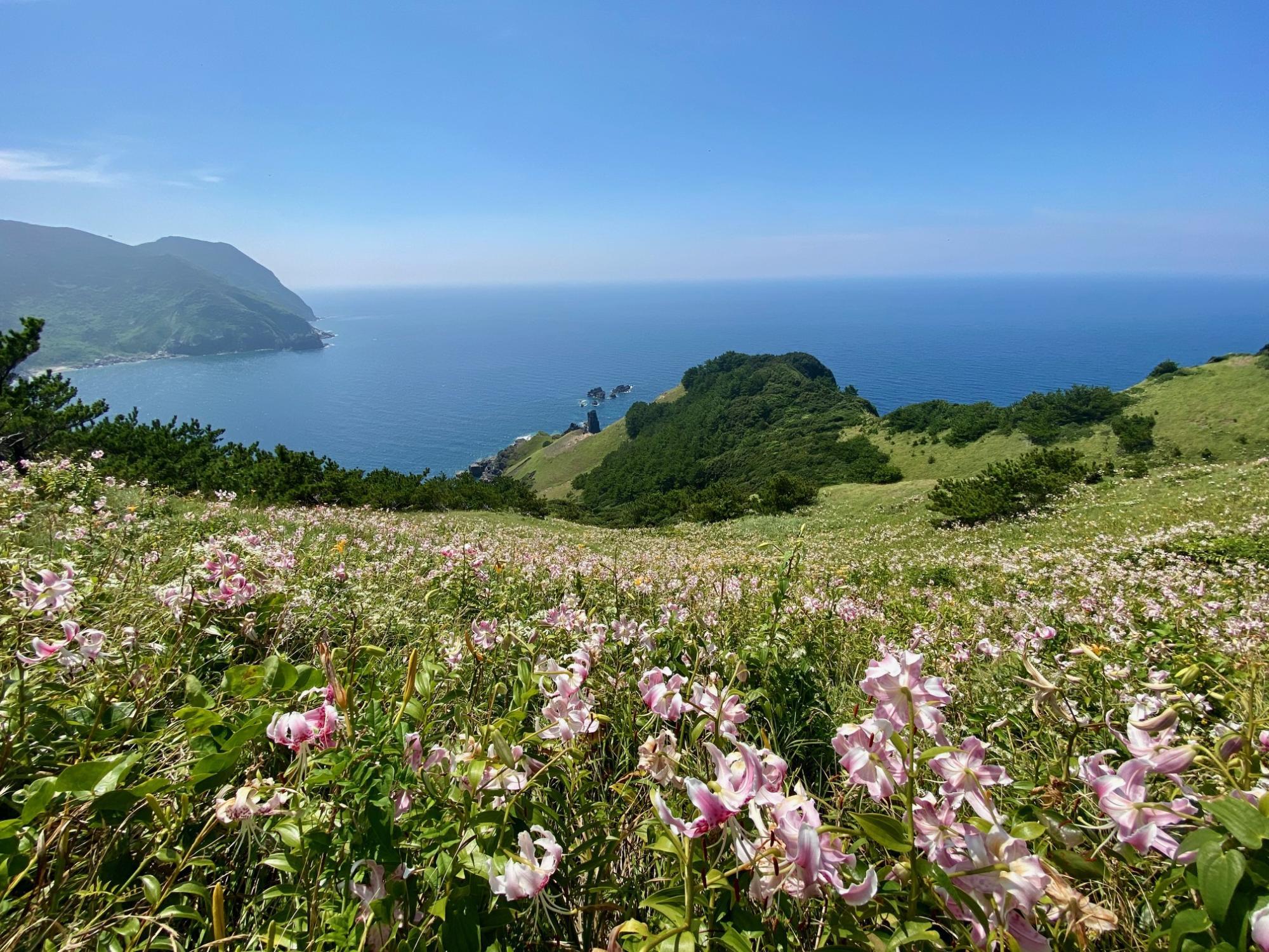甑島片野浦のカノコユリ群落