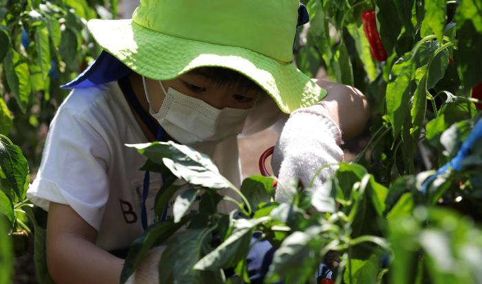 野菜収穫をする男の子